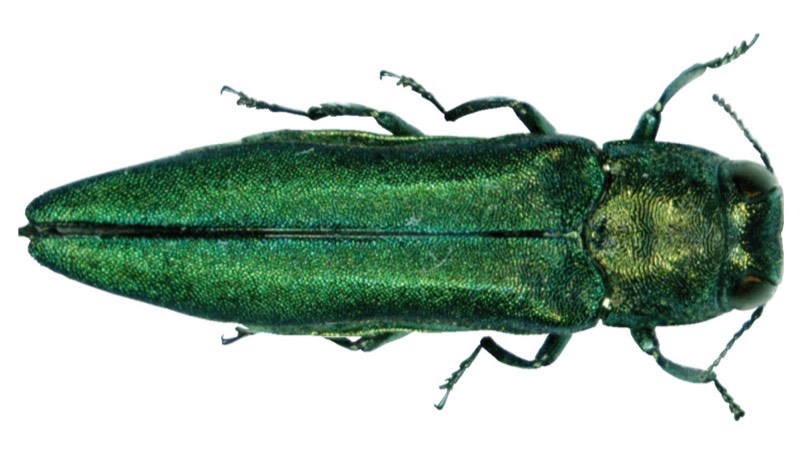 Adult emerald ash borer beetle, metallic green, about half an inch long
