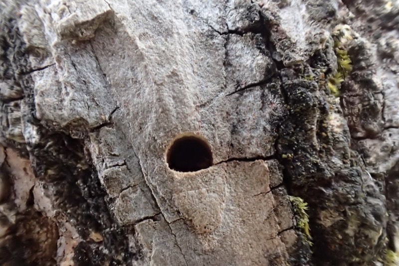 D-shaped emerald ash borer exit hole in ash bark