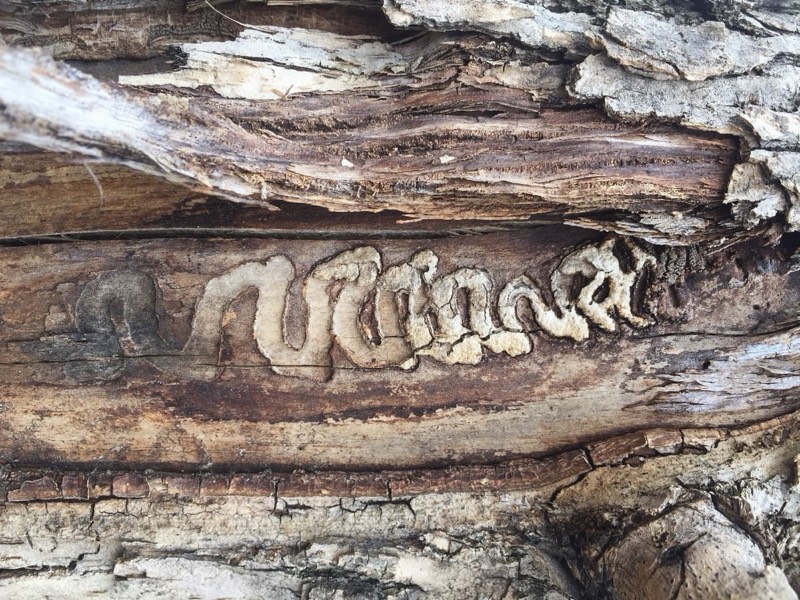 S-shaped emerald ash borer larval galleries under ash bark