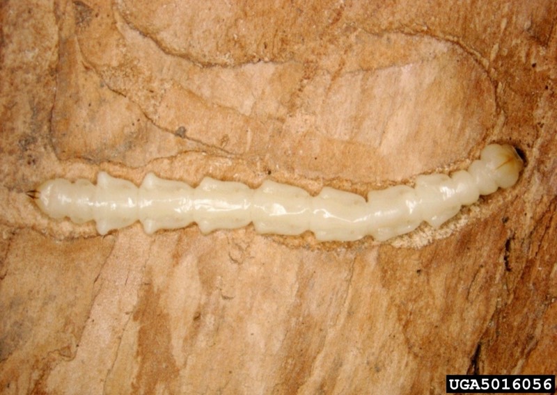 Emerald ash borer larva, the stage that kills ash trees