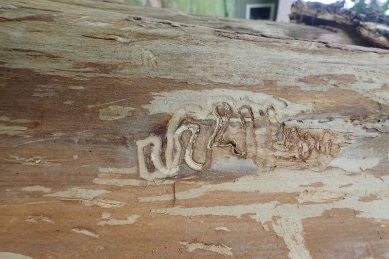 Emerald ash borer larval feeding path in dead ash wood