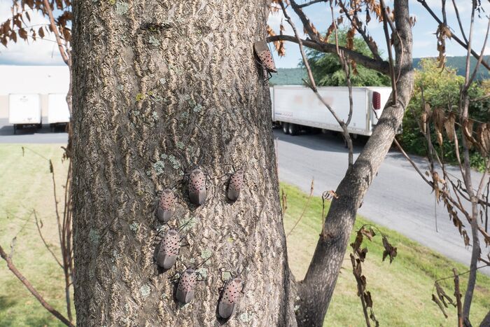 Adult spotted lanternfly resting on a stem