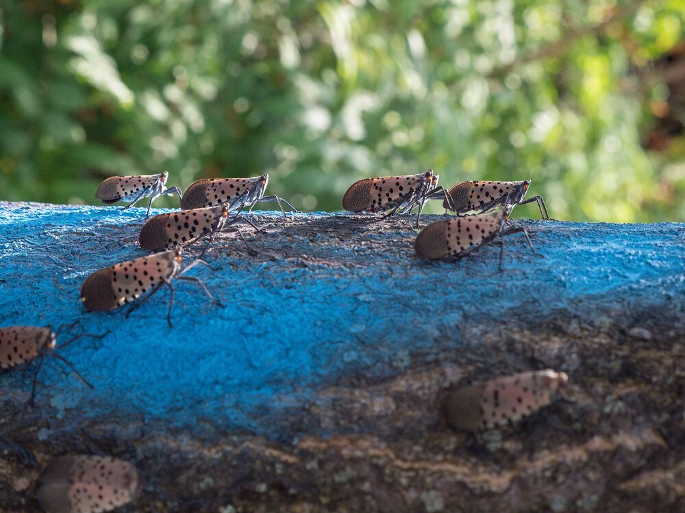 Adult spotted lanternflies lined up on a tree trunk