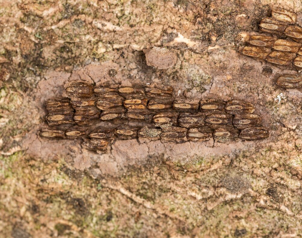 Spotted lanternfly egg mass on tree bark, gray and mud-like