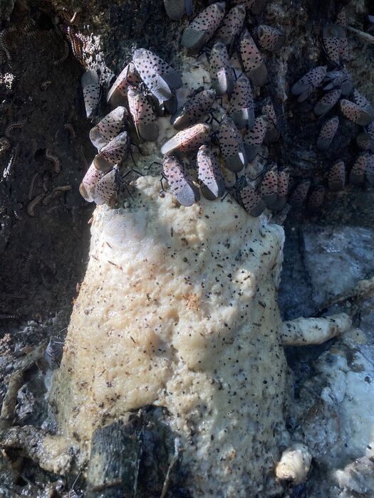 Spotted lanternflies over a buildup of honeydew growing white fungus