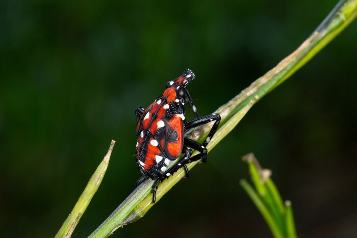 Late stage spotted lanternfly nymph, red with black and white markings