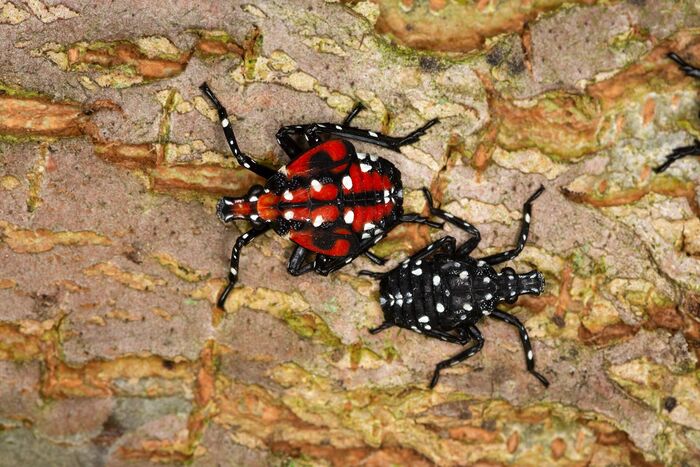 Early spotted lanternfly nymphs, black with white spots
