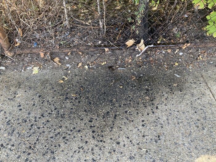 Black sooty mold staining pavement under trees infested with lanternflies