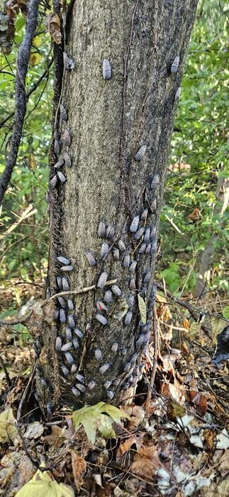 Dozens of adult spotted lanternflies covering a tree trunk