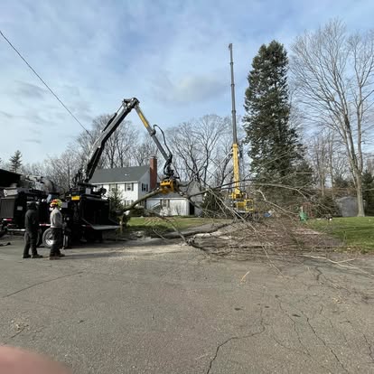 Two cranes removing large trees on residential street — CT