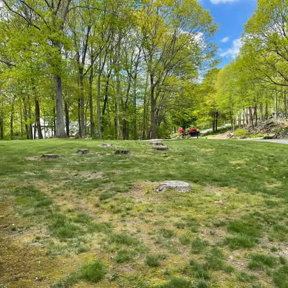 Multiple stumps ground flush — stump grinding CT