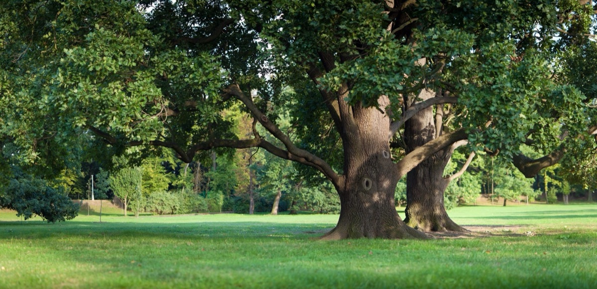 Mature oak tree in Connecticut — MacKenzie Tree LLC service area